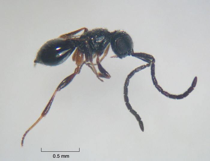 Conostigmus sp.