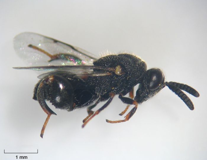 Brachymeria obtusata