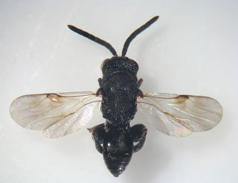 Haltichella rufipes
