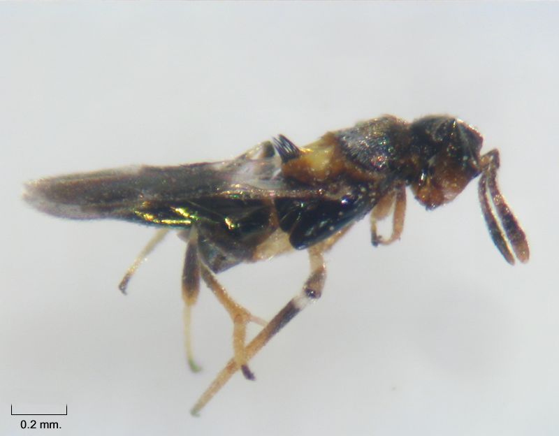 Cheiloneurus elegans