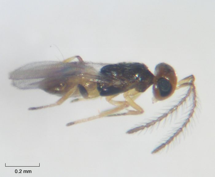 Cheiloneurus elegans