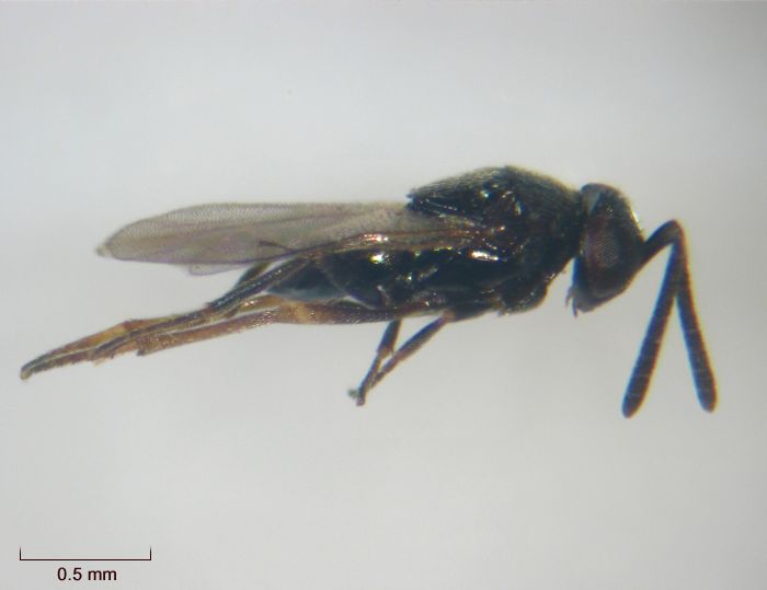 Ericydnus aeneus