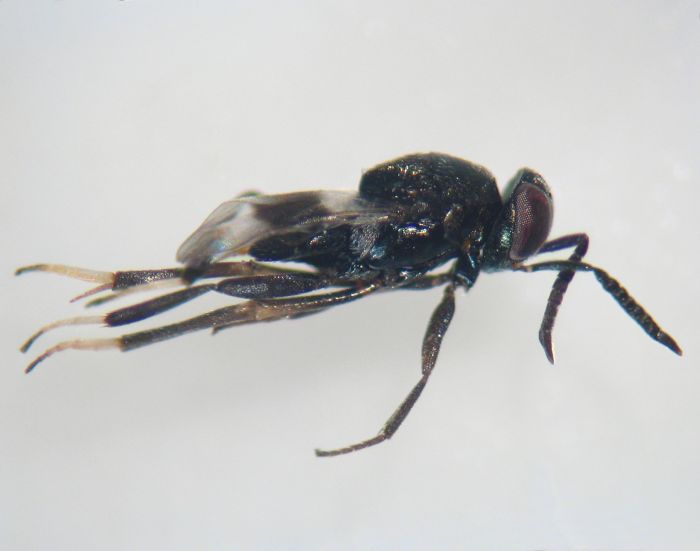Homalotylus nigricornis