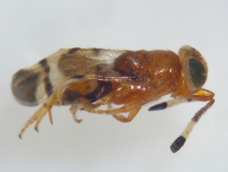Microterys nietneri