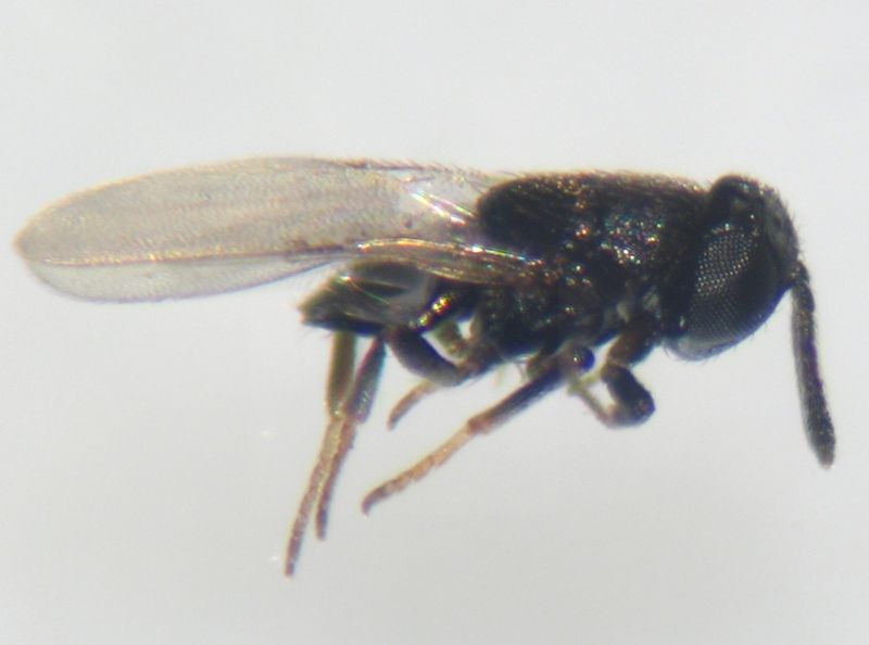 Syrphophagus aphidivorus