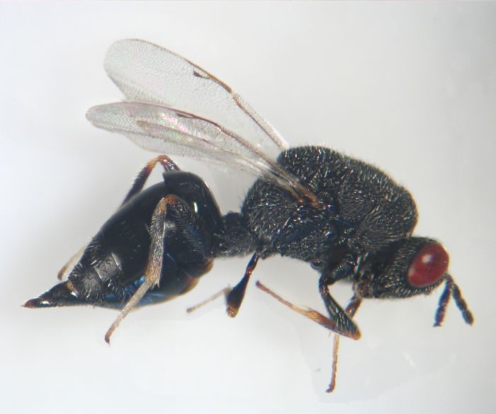 Aximopsis nodularis