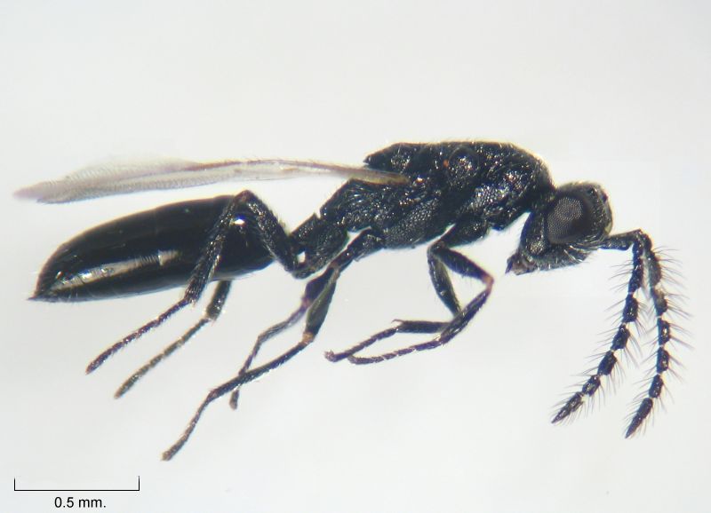 Tetramesa cylindrica