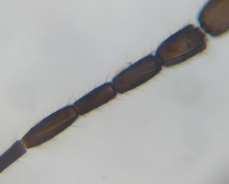 Gonatocerus litoralis