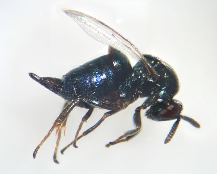 Ormyrus papaveris
