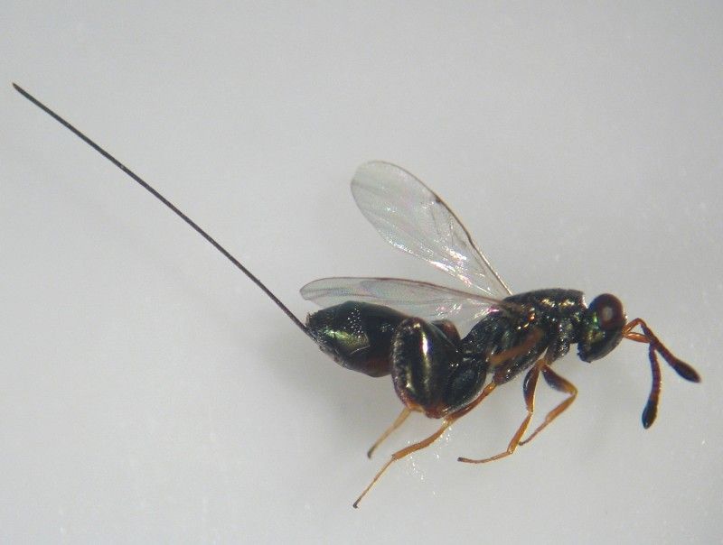 Podagrion bouceki