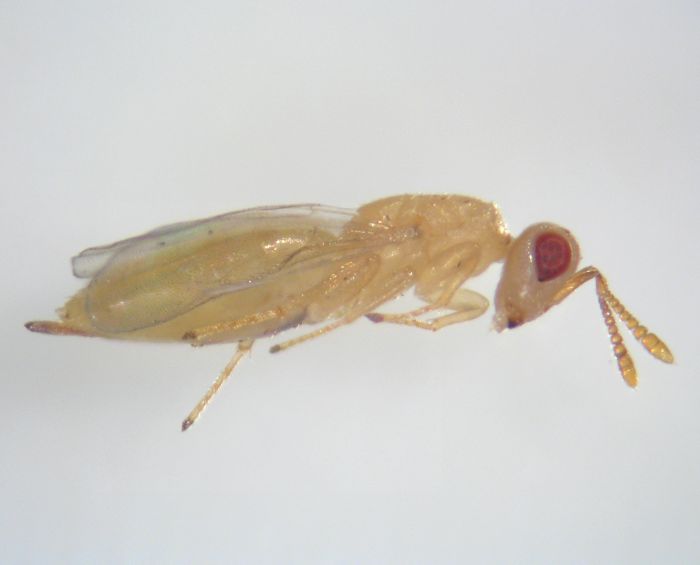Pseuderimerus sp