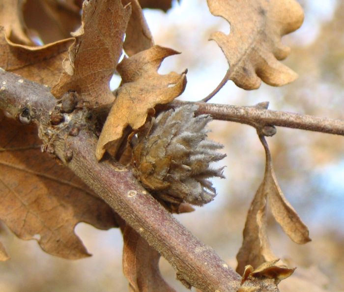 Andricus foecundatrix