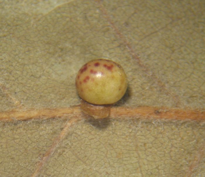 Neuroterus anthracinus