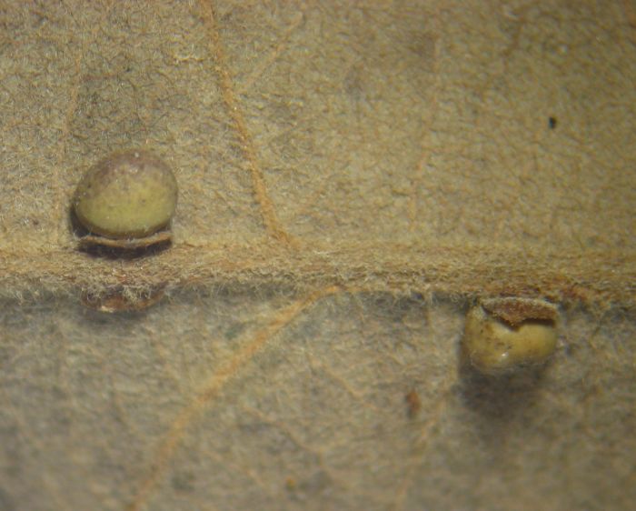 Neuroterus anthracinus