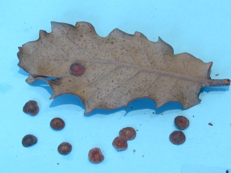 Neuroterus quercusbaccarum fo. agama