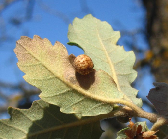 Neuroterus quercusbaccarum fo. sexuada