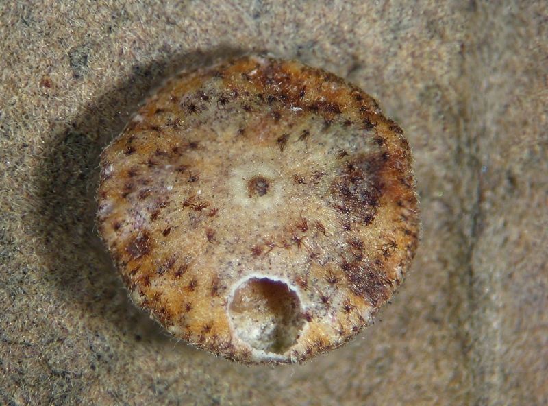 Neuroterus quercusbaccarum fo. agama