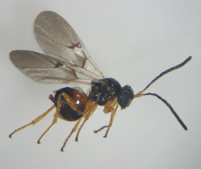 Neuroterus tricolor