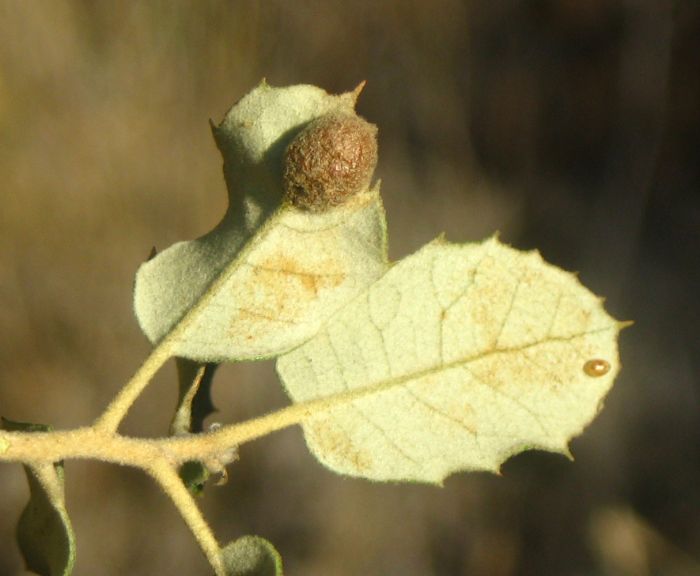 Plagiotrochus australis