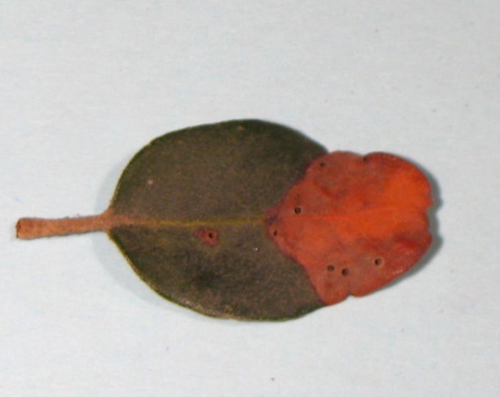 Plagiotrochus coriaceus