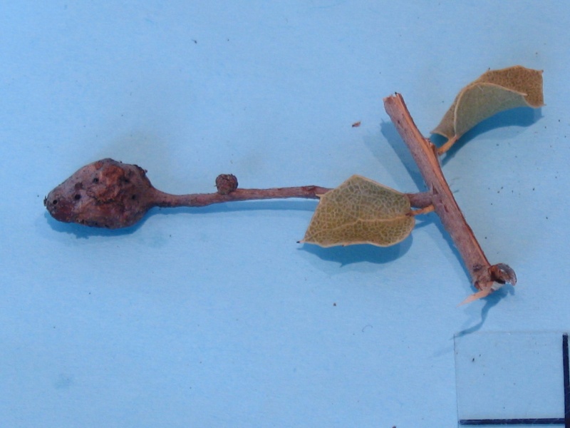 Plagiotrochus gallaeramulorum