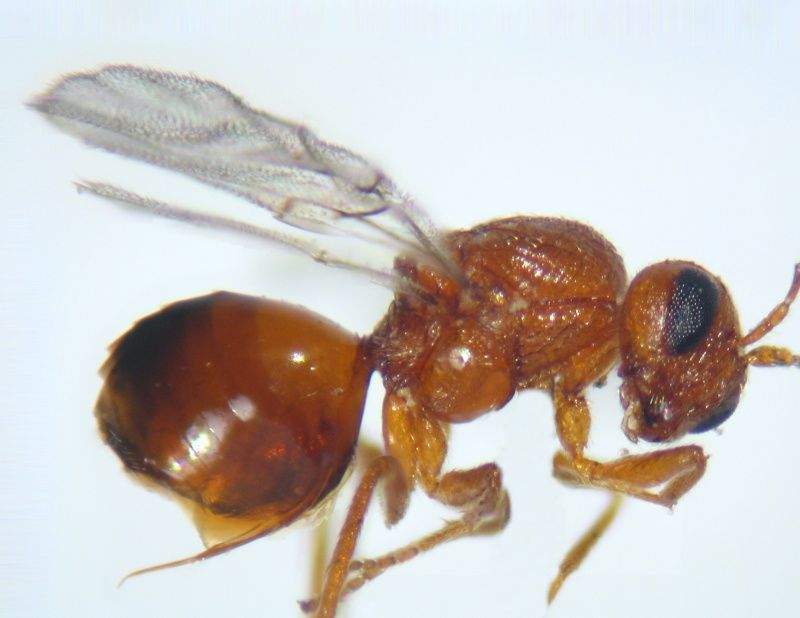 Plagiotrochus gallaeramulorum