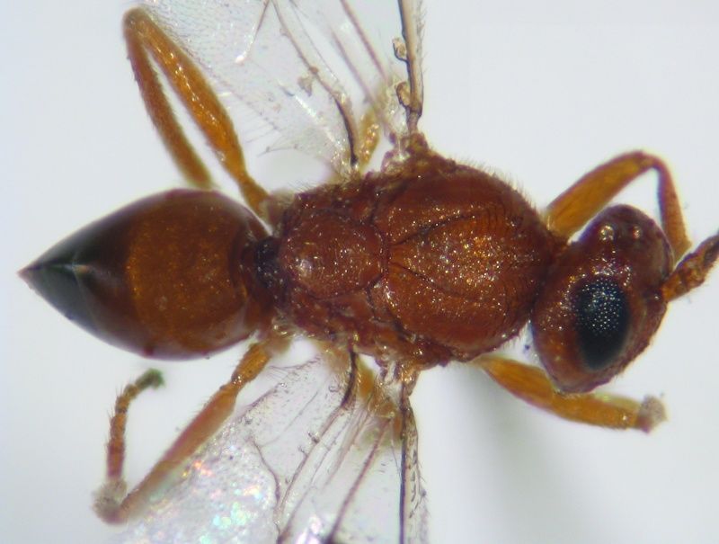 Plagiotrochus gallaeramulorum