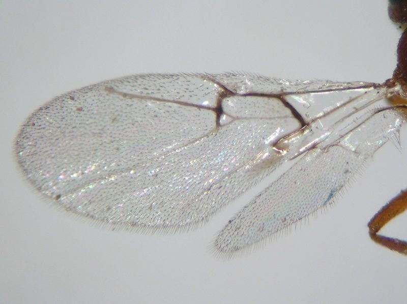 Plagiotrochus gallaeramulorum