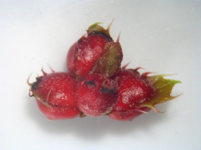 Plagiotrochus quercusilicis