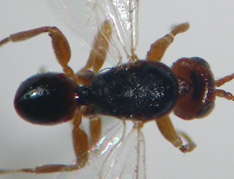 Saphonecrus lusitanicus