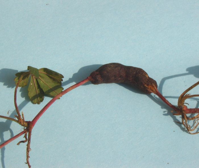 Xestophanes potentillae