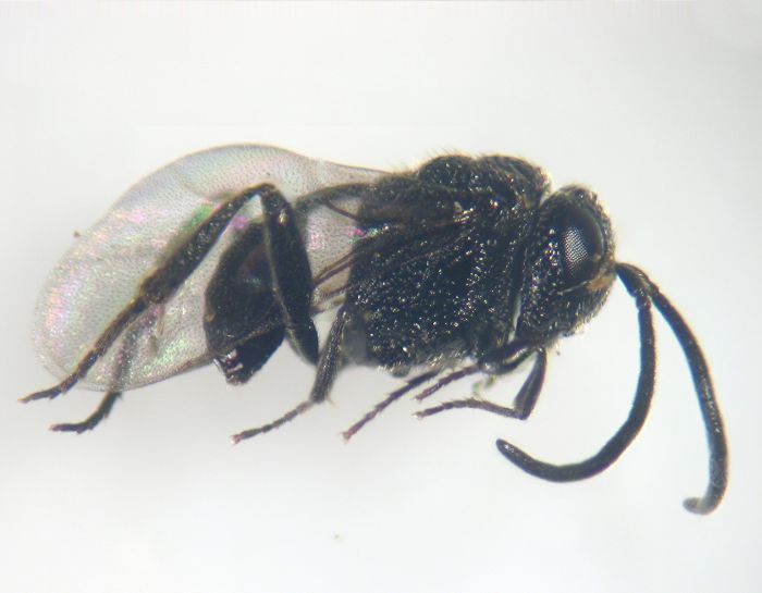 Brachygaster minutus