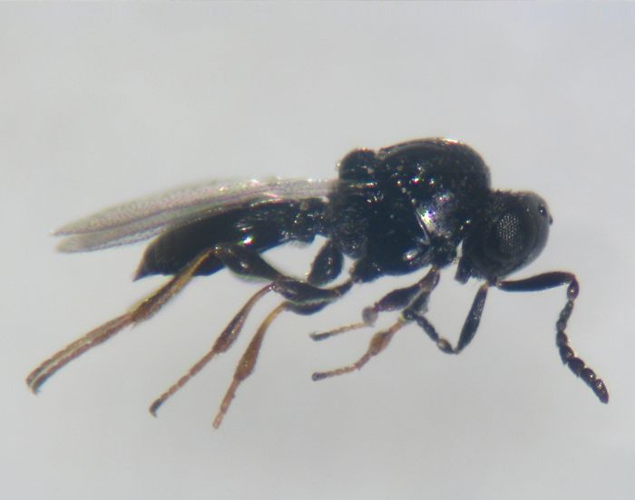 Platygaster dryomyiae